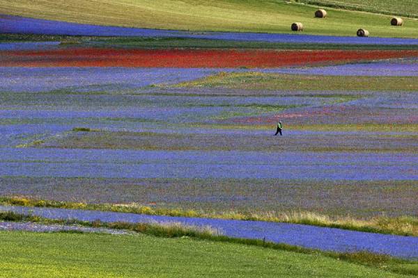 Photograph Della Latta Massimo  Castelluccio on One Eyeland